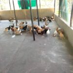 chicken farming