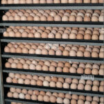 inside-of-an-egg-incubator-in-the-hatchery-of-a-commercial-poultry-AY8TC0