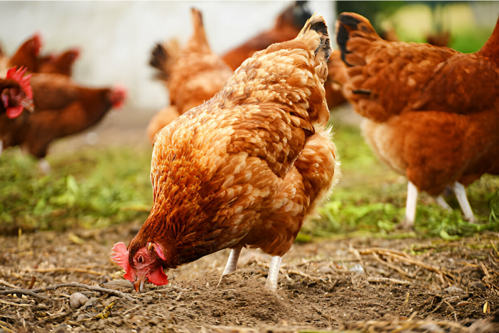 Backyard Indigenous Chicken Breeding and Hatchery A Complete Guide for Zimbabwe