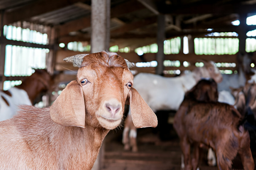 Goat Farming and Chicken Production in Zimbabwe